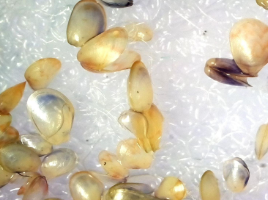 New Zealand researchers to develop mussel spat counting method
