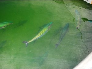 Researchers describe first natural spawning of South Pacific bonito in RAS