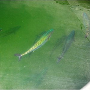 Researchers describe first natural spawning of South Pacific bonito in RAS