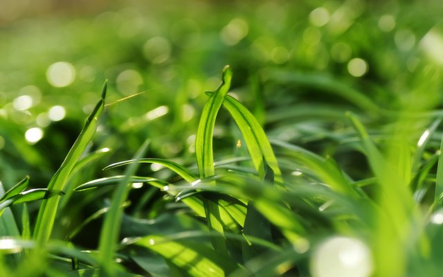How does replacing fishmeal and fish oil with plant sources affect broodstock and their offspring?