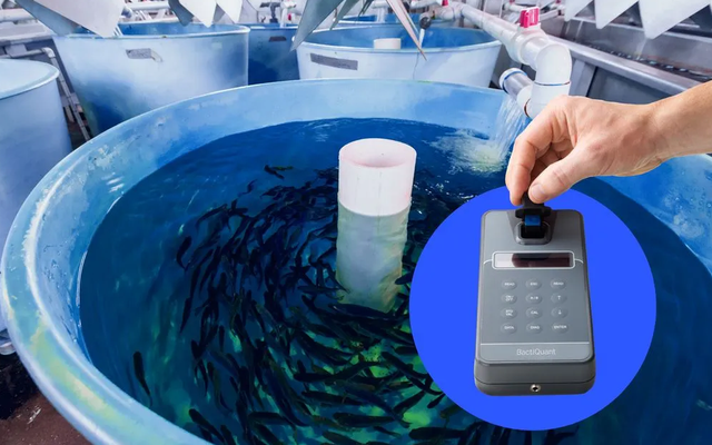 BactiQuant unveils fungal detection solution for hatcheries