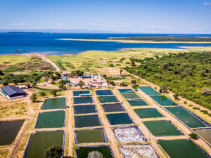 FirstWave Group, Xelect Genetics partnership to develop a breeding program for local tilapia