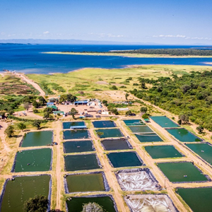 FirstWave Group, Xelect Genetics partnership to develop a breeding program for local tilapia