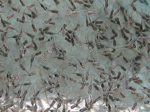 System developed for optimizing juvenile fish production