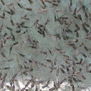 System developed for optimizing juvenile fish production