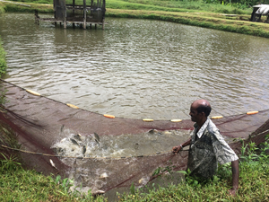 Aquaculture without Frontiers to provide business mentoring assistance during COVID-19 pandemic