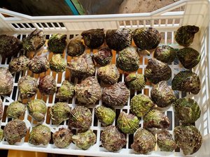 Innovative DNA-based test detects Bonamia in oysters