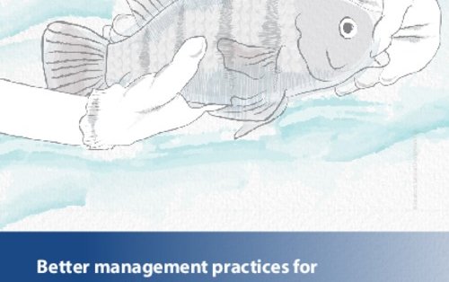 Better management practices for monosex tilapia seed production: An illustrated guide