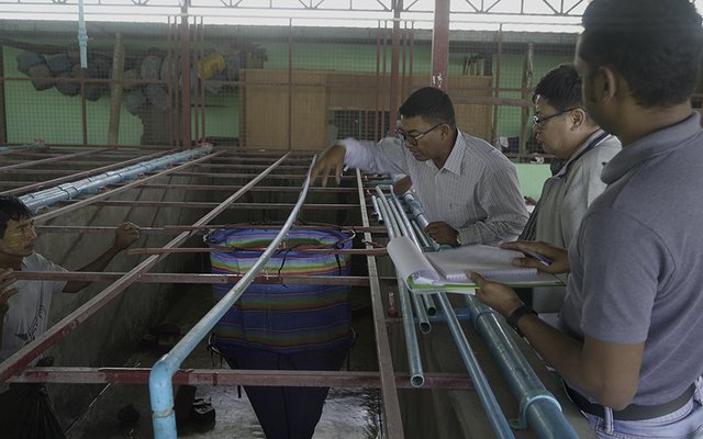 International project to develop breeding program for rohu carp in Myanmar