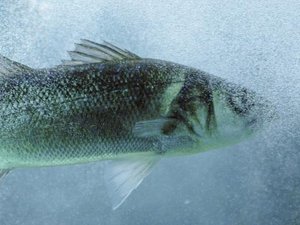 Study finds how temperature determines seabass sex