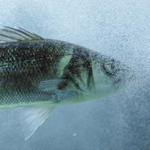 Study finds how temperature determines seabass sex