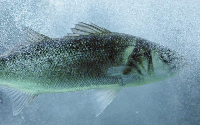 Study finds how temperature determines seabass sex