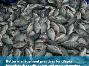 Better management practices for tilapia broodstock conditioning and mass spawning in hapas in ponds