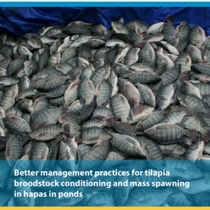 Better management practices for tilapia broodstock conditioning and mass spawning in hapas in ponds