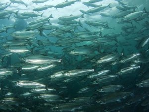Researchers identify disease resistance gene in salmon