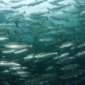 Researchers identify disease resistance gene in salmon