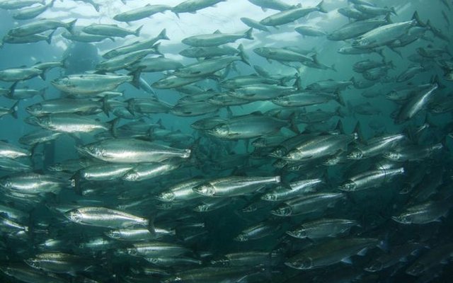 Researchers identify disease resistance gene in salmon