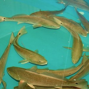 USA partnership to boost domestic farm-raised fish