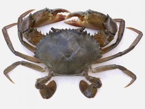 PHILIPPINES - Mud crab survival improves