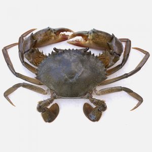 PHILIPPINES - Mud crab survival improves