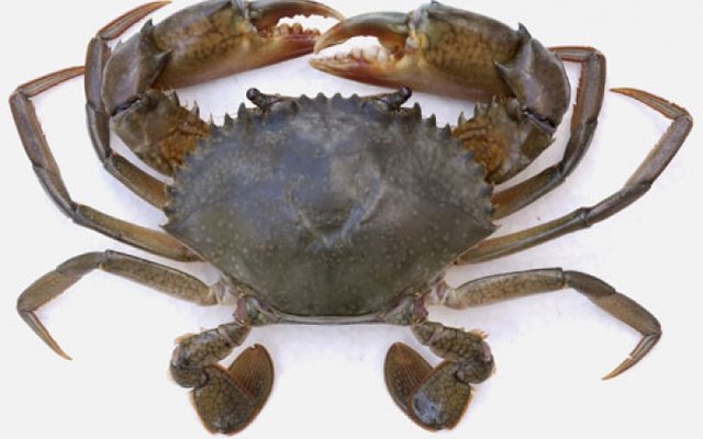 PHILIPPINES - Mud crab survival improves