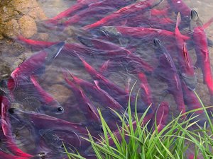 eDNA applications for early detection of fish parasites