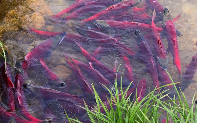 eDNA applications for early detection of fish parasites