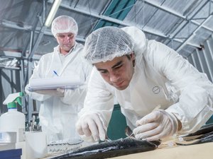Hendrix Genetics, INCAR partnership to find genetic strategies against sea lice
