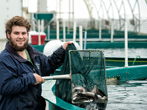 Taste of BC Aquafarms hatches first batch of Chinook salmon