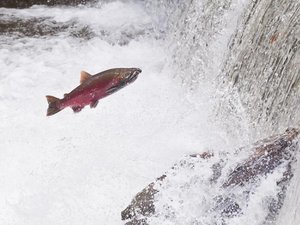 Genetic analysis reveals differences in mate choice between wild and hatchery coho salmon
