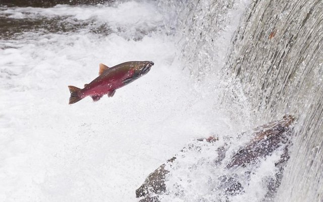 Genetic analysis reveals differences in mate choice between wild and hatchery coho salmon