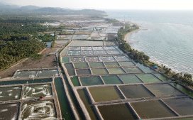 Indonesia to increase sustainable shrimp farming