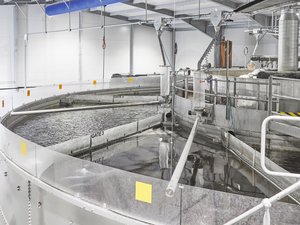 Blue Aqua to establish super-intensive RAS rainbow trout farm in Singapore