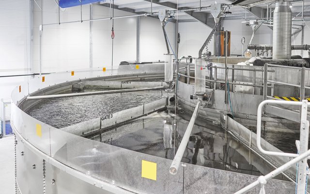 Blue Aqua to establish super-intensive RAS rainbow trout farm in Singapore