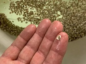 $700,000 shellfish hatchery expansion to increase production capacity in Western Australia