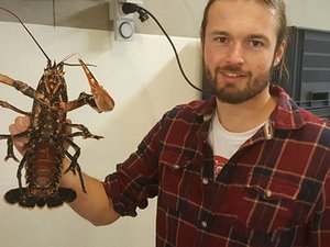 Sustainable feed for lobster larvae shows promising results