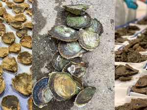 Genetic code findings could aid oyster success