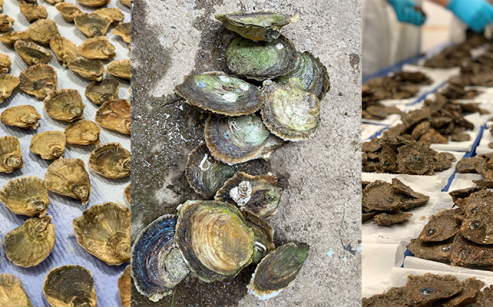 Genetic code findings could aid oyster success