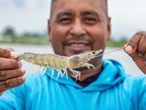 ASC to host first shrimp summit in Ecuador