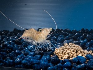 ECOshrimp to develop shrimp feeds for RAS