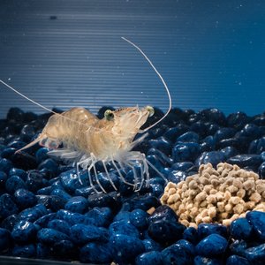 ECOshrimp to develop shrimp feeds for RAS