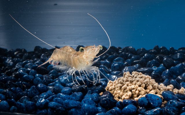 ECOshrimp to develop shrimp feeds for RAS