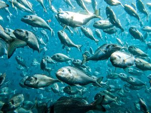 ASC opens public consultation on fish health and welfare