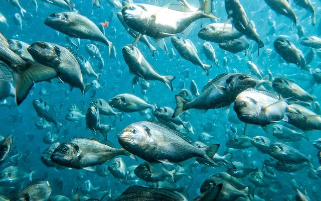 ASC opens public consultation on fish health and welfare