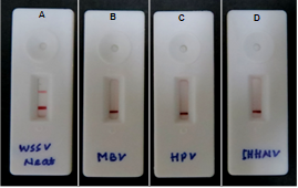 Novel patented diagnostic tool for WSSV to boost shrimp farming