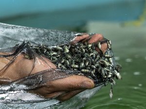 MainStream Aquaculture to build the worlds largest indoor barramundi farm