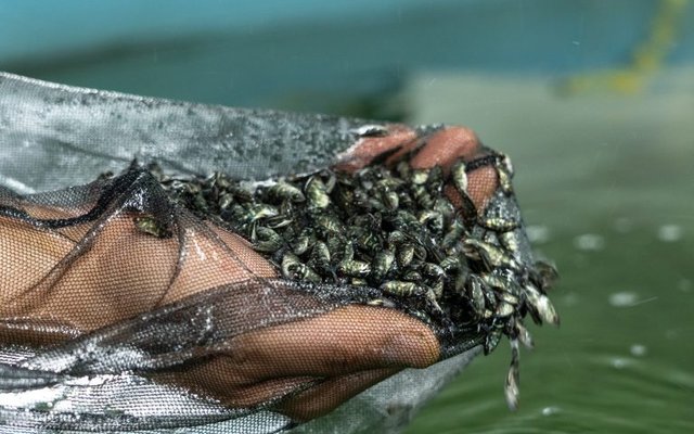 MainStream Aquaculture to build the worlds largest indoor barramundi farm