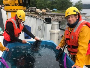 Mowi stocks first ballan wrasse from Anglesey hatchery