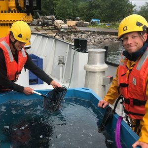 Mowi stocks first ballan wrasse from Anglesey hatchery