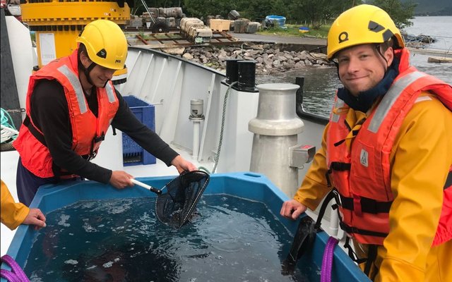 Mowi stocks first ballan wrasse from Anglesey hatchery